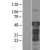 Western Blot: Tau Lysate [NBL1-12895] - Western Blot experiments.  Left-Control; Right -Over-expression Lysate for MAPT.